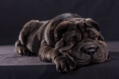 Siyah shar Pei siyah arka plan üzerinde
