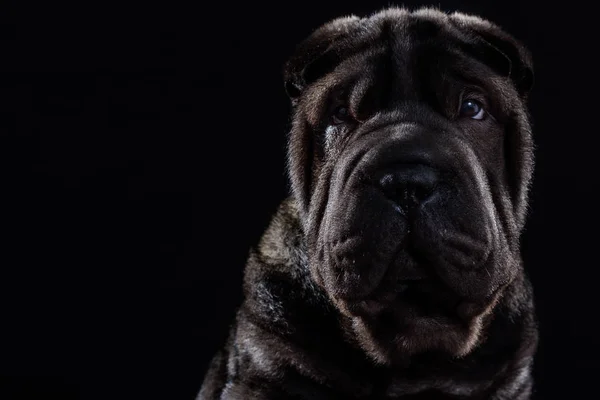 Negro Shar Pei sobre fondo negro —  Fotos de Stock