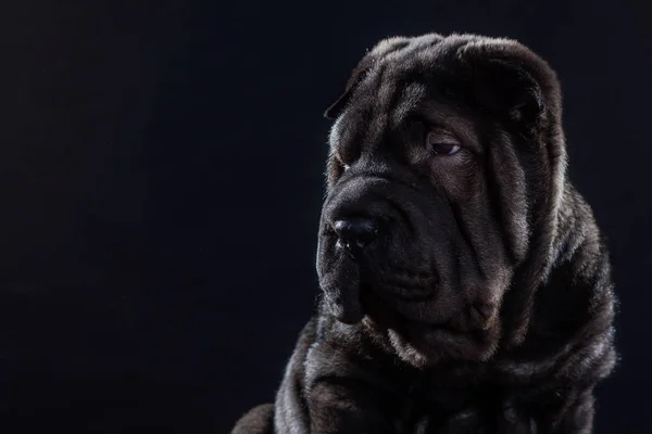 Svart Shar Pei på svart bakgrund — Stockfoto