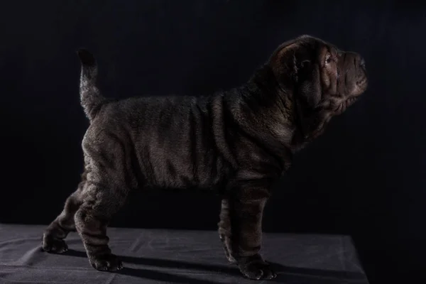 Svart Shar Pei på svart bakgrund — Stockfoto