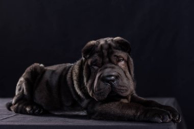 Siyah shar Pei siyah arka plan üzerinde