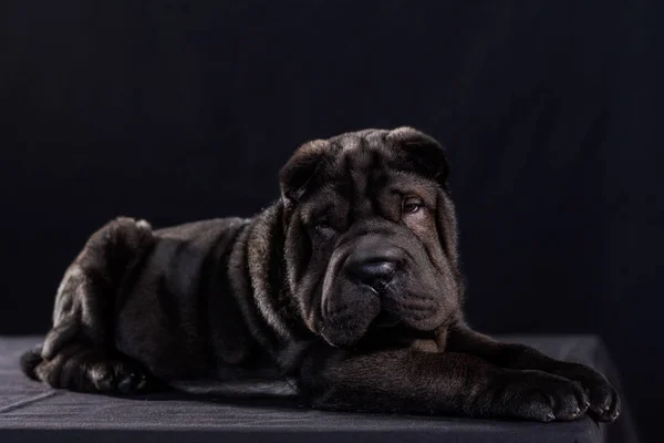 Siyah shar Pei siyah arka plan üzerinde — Stok fotoğraf