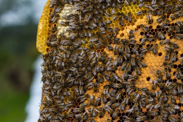 Swarm collected honey multiple bees — Stock Photo, Image