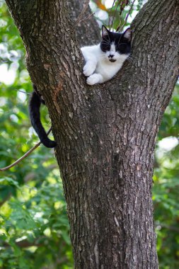 kedi ağaca tırmandı