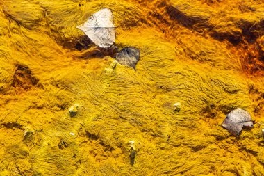 yeşil ve sarı soyut arkaplan