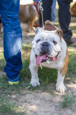 kahverengi ve beyaz İngiliz Bulldog