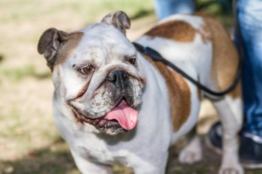 kahverengi ve beyaz İngiliz Bulldog