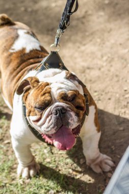 kahverengi ve beyaz İngiliz Bulldog