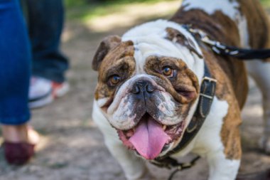 kahverengi ve beyaz İngiliz Bulldog