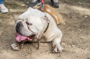 kahverengi ve beyaz İngiliz Bulldog