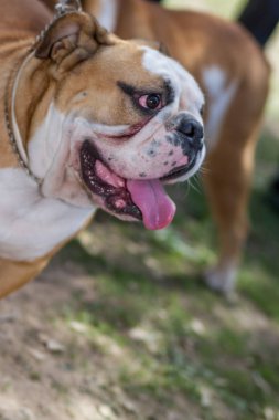 kahverengi ve beyaz İngiliz Bulldog