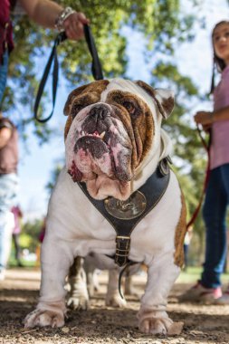 kahverengi ve beyaz İngiliz Bulldog