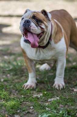 kahverengi ve beyaz İngiliz Bulldog