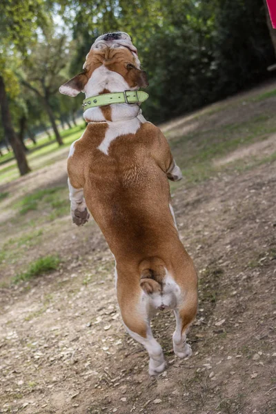 Barna-fehér angol bulldog — Stock Fotó