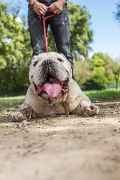 brown and white english bulldog