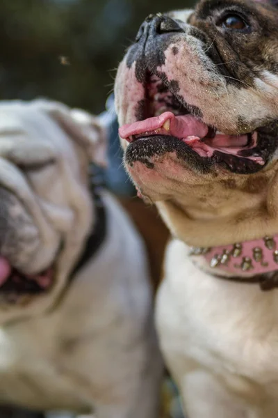 Kahverengi ve beyaz İngiliz Bulldog — Stok fotoğraf