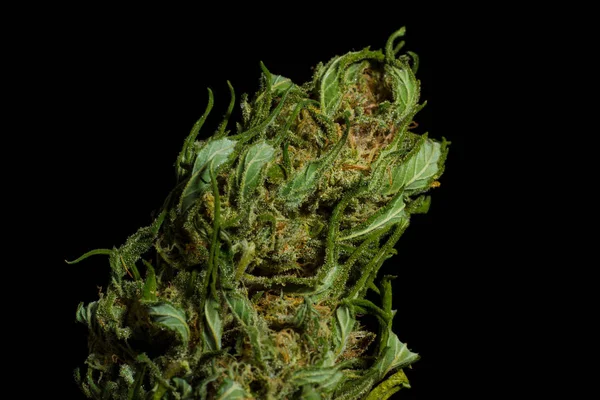Marihuana Knospe Nahaufnahme schwarzer Hintergrund — Stockfoto