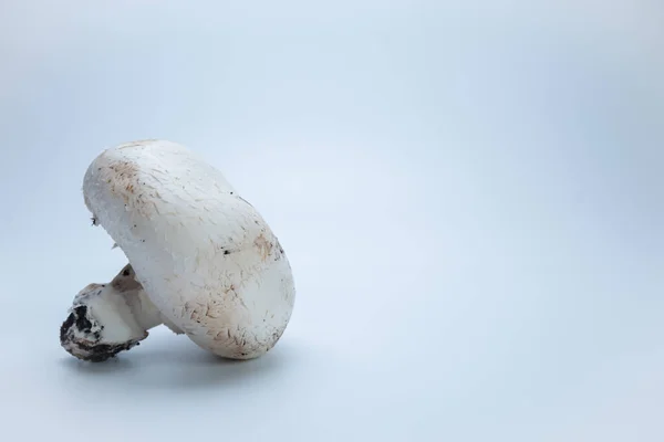 Cogumelo Inteiro Com Terra Fundo Branco — Fotografia de Stock