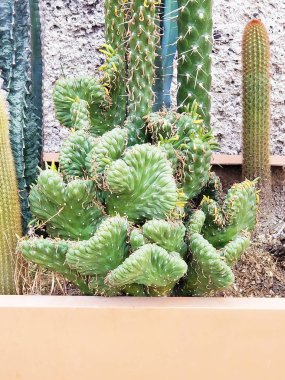 Farklı kaktüs ile saksı