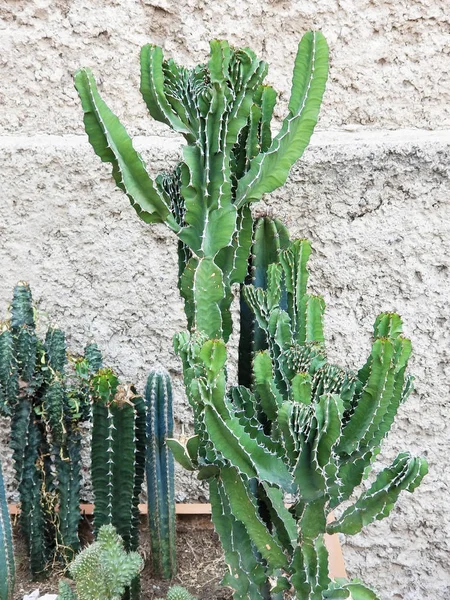 Květinový Hrnec Různými Kaktusy — Stock fotografie