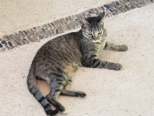 Güzel Gri Kedi Yerde Yatıyor — Stok fotoğraf