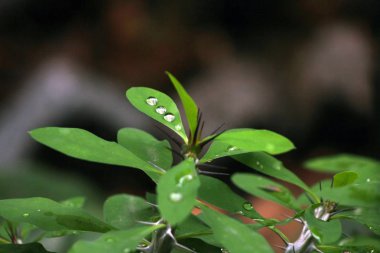 Yeşil yaprak üzerinde su damlaları