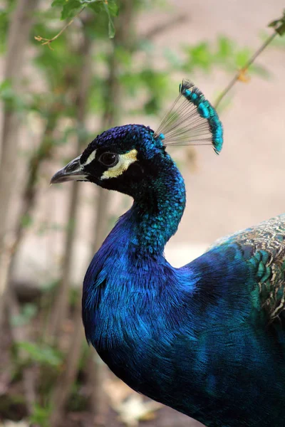 Blue Peacock Nature — Stock Photo, Image