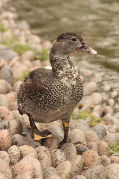 Eine Ente Die Nahaufnahmen Macht — Stockfoto