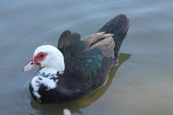 White Black Duck Portrait — Stock Photo, Image