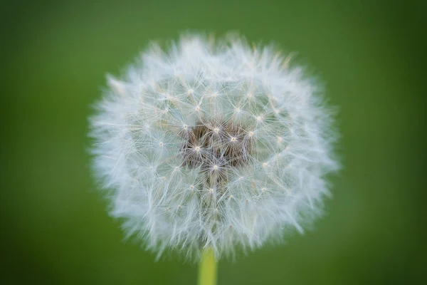 Nahaufnahme Des Löwenzahns Hinter Dem Grünen Hintergrund — Stockfoto