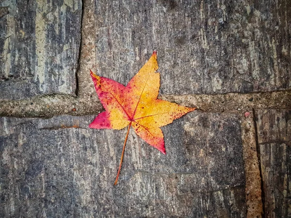Bir kaldırım üzerinde çiçek