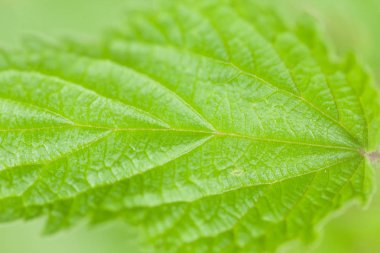 Yaprağın yakın plan görüntüsü
