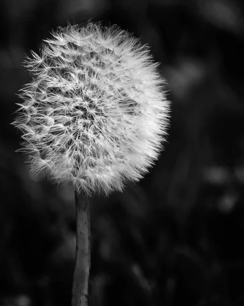 Close-up of dandelion — Stock Photo, Image