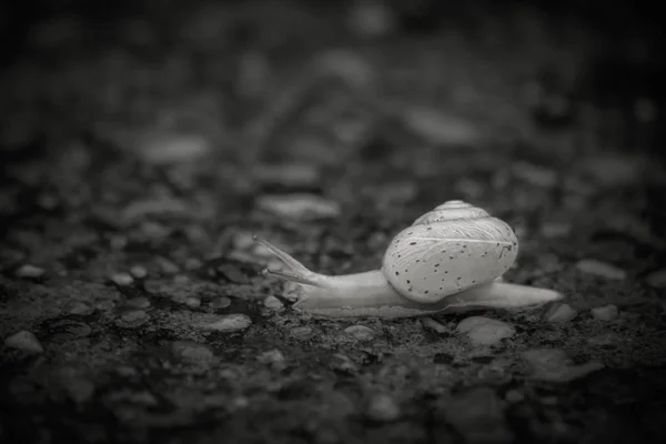 Slak wandelen — Stockfoto