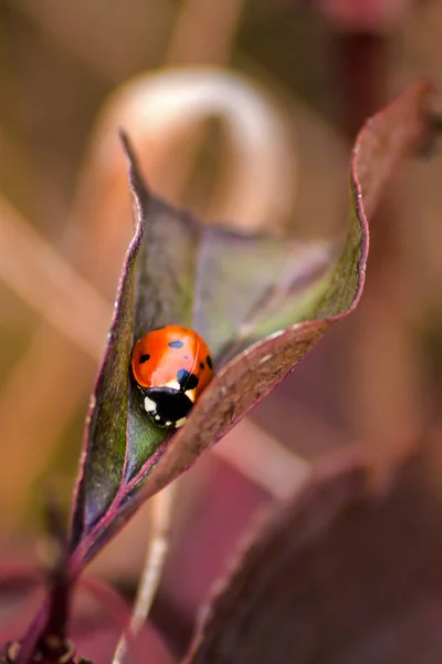 Lieveheersbeestje op een blad — Stockfoto