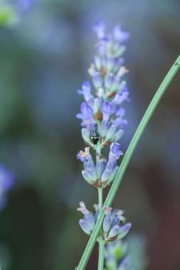 Bir lavander üzerinde Arı