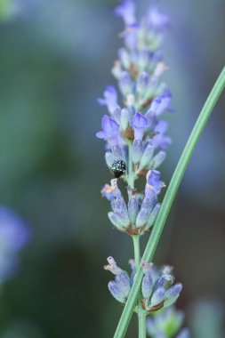 Bir lavander üzerinde Arı