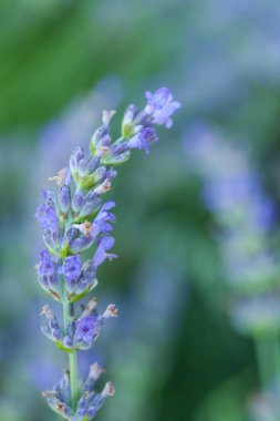 Bir lavander üzerinde Arı