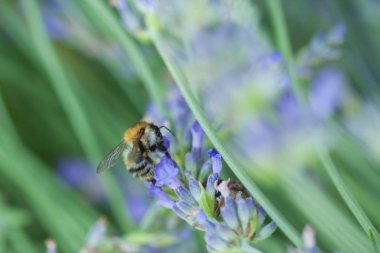 Bir lavander üzerinde Arı