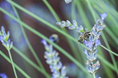 Bir lavander üzerinde Arı