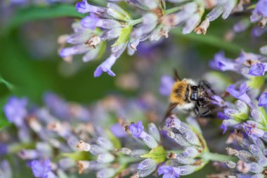 Bir lavander üzerinde Arı