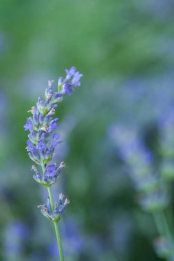Bir lavander üzerinde Arı