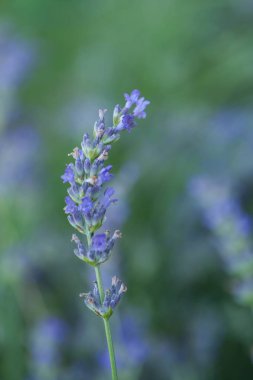 Bir lavander üzerinde Arı