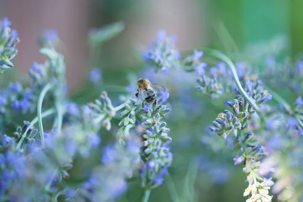 Бджола на лаванді — стокове фото