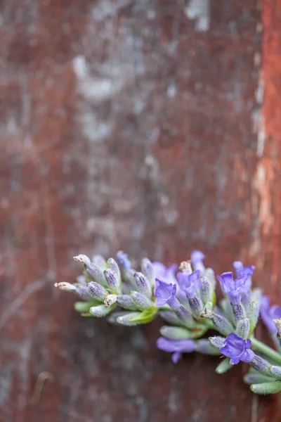 Lavanda su rosso — Foto Stock