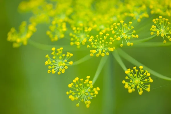 Zblízka na Dill bylinkový — Stock fotografie