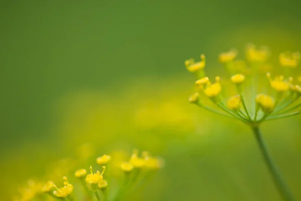 Dereotu otunun yakın çekim 