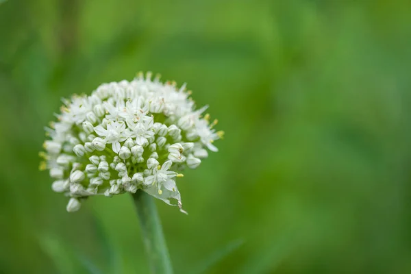 洋葱白花 — 图库照片