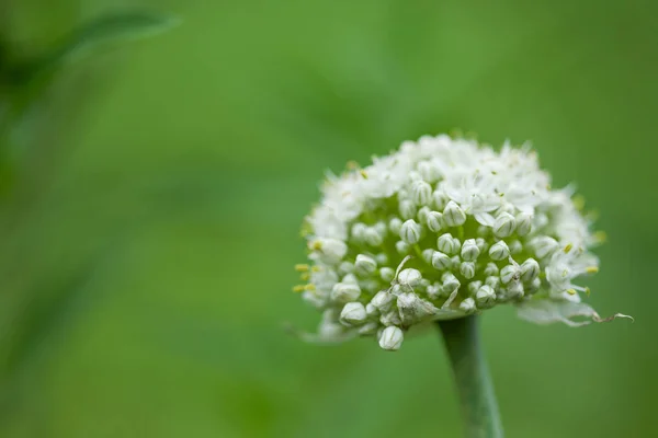 Zwiebel weiße Blume — Stockfoto