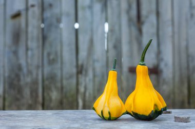 İki sarı-yeşil kabak yakın